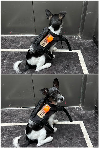 Dog Harness & Leash Set For Small Dog/Cats K9 Vest/Service Working Training - The GoatFind