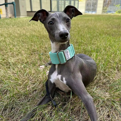 Italian Greyhound/Whippet Martingale Adjustable patterned Dog collar - The GoatFind