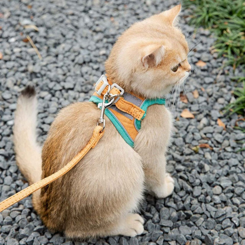 Cat Leash and Harness Vest Set - The GoatFind Orange / S, Orange / M, Orange / L, Orange / XL, Orange / XXL, Orange / XXXL, Blue / S, Blue / M, Blue / L, Blue / XL