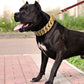 Gold Cuban Chain Choker Collars for Dogs The GoatFind 